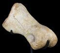 Tyrannosaur Toe Bone On Stand - Aguja Formation, Texas #51398-1